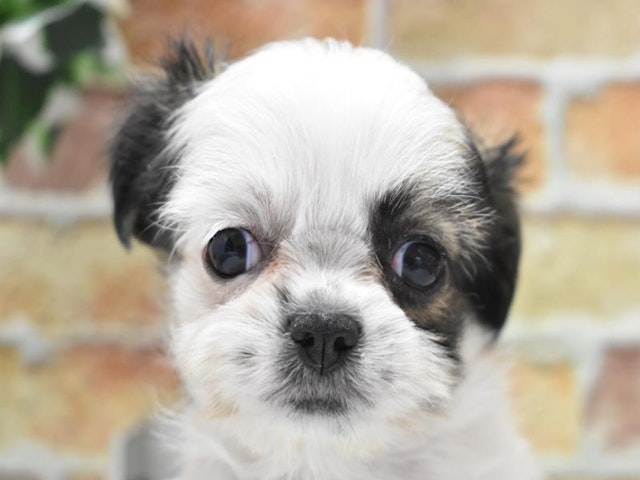 千葉県のハーフ犬・ミックス犬 (ペッツワン船橋習志野店/2024年5月13日生まれ/女の子/ホワイトゴールド)の子犬
